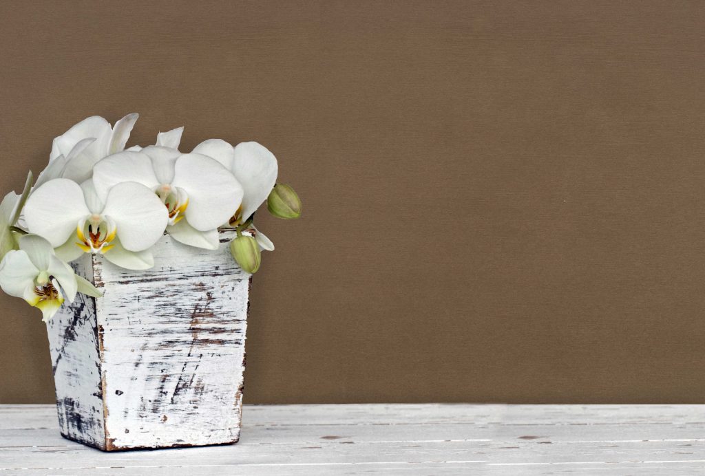 Orchideen in einer Vase